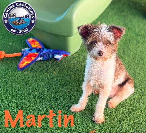 Photo of Martin, adoptable Shih Tzu in Arcadia, Florida