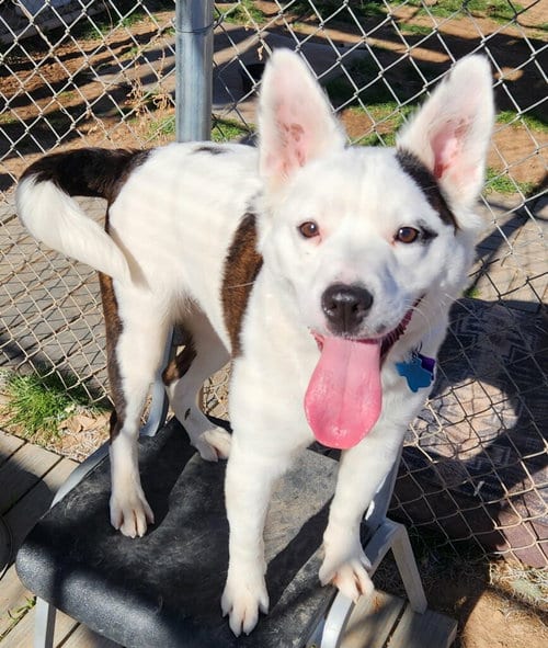 Photo of Luna, adoptable Australian Shepherd in Amarillo, Texas