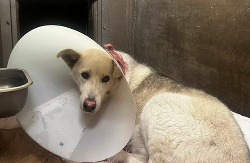 Photo of Lobo, adoptable Siberian Husky in Van Nuys, California