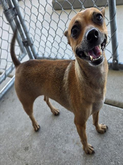Photo of Bonny, adoptable Chihuahua in Bakersfield, California