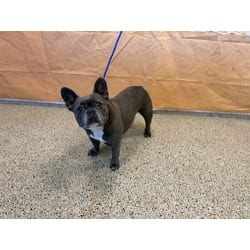 Photo of Azul, adoptable French Bulldog in Doral, Florida