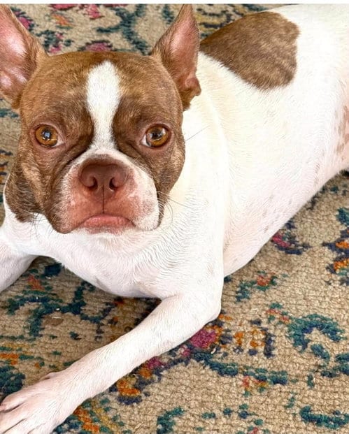 Photo of Toby, adoptable Boston Terrier in Little Elm, Texas