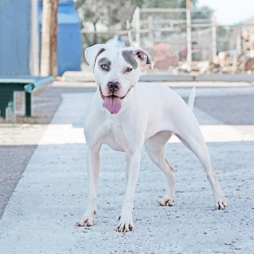 Photo of Khaleesi, adoptable Pit Bull Terrier in Albuquerque, New Mexico