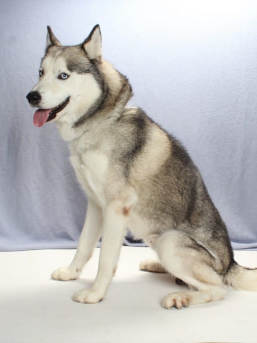 Photo of Buddy, adoptable Alaskan Husky and Siberian Husky