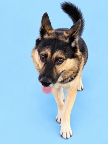 Photo of Panchito, adoptable German Shepherd Dog in HESPERIA, California