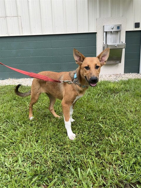Photo of A311431, adoptable German Shepherd Dog in Naples, Florida