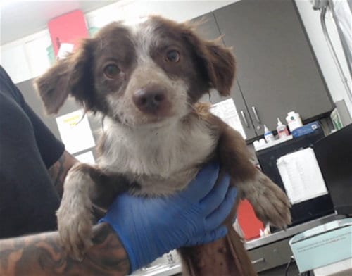 Photo of Samantha, adoptable Chihuahua in San Bernardino, California