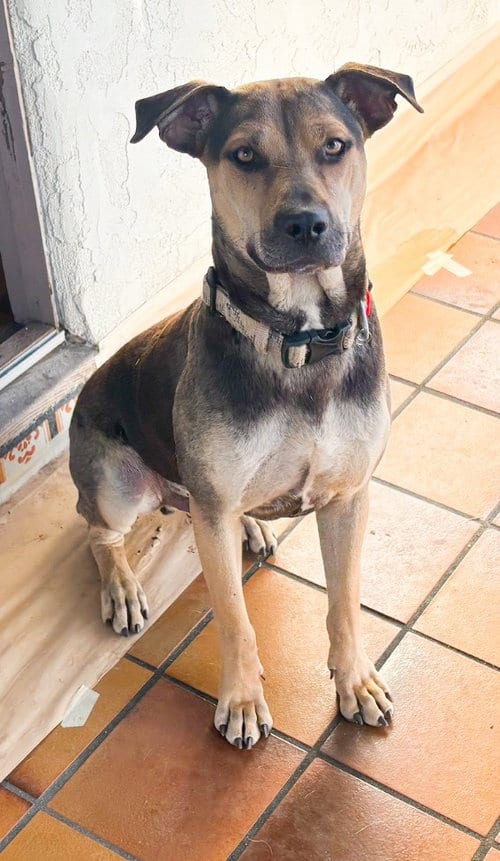 Photo of Buddy, adoptable Beagle in San Diego, California
