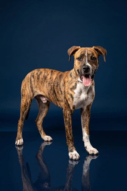 Photo of Booker T, adoptable Boxer in Belleville, Illinois