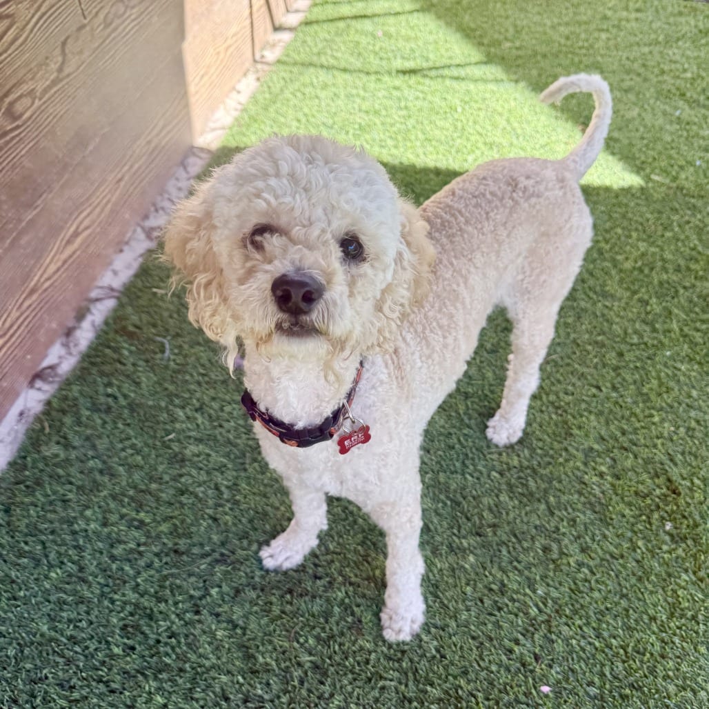 Photo of Chowder, adoptable Poodle in Agoura Hills, California