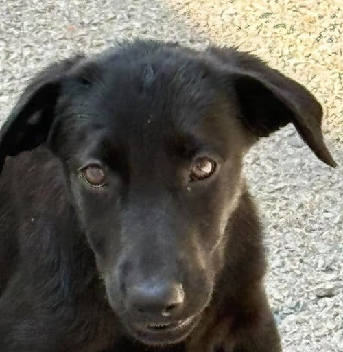 Photo of tinker, adoptable Shepherd in Waverly, Tennessee