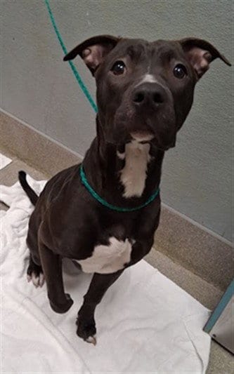 Photo of Wayne, adoptable Pit Bull Terrier in Las Vegas, Nevada