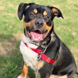 Photo of Loki, adoptable Australian Shepherd American Pit Bull Terrier in Champaign, Illinois