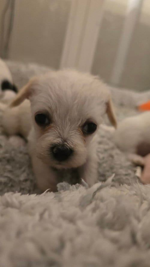 Photo of Purp, adoptable Terrier in Pacifica, California