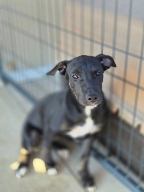 Photo of Beyonce, adoptable Australian Cattle Dog/Blue Heeler in Bolivar, Missouri