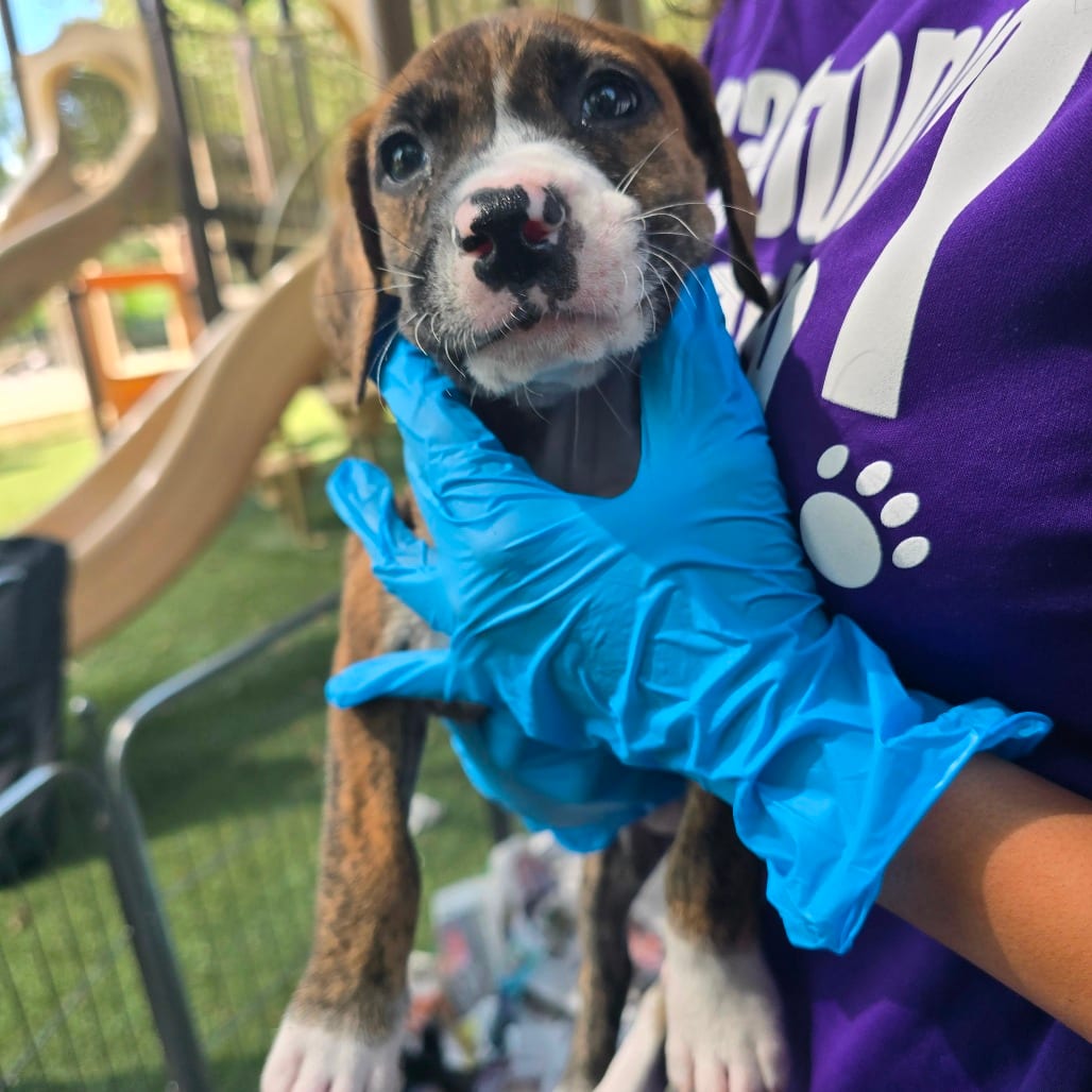 Photo of Melle, adoptable Terrier / Mix in San Antonio, Texas