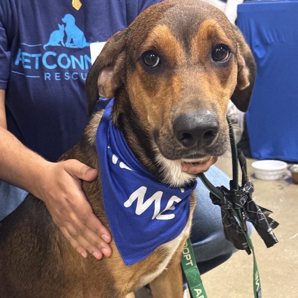 Photo of Alin, adoptable Hound in Potomac, Maryland