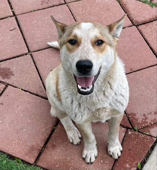 Photo of Mickey, adoptable Australian Shepherd in Leavenworth, Kansas