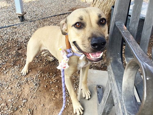 Photo of Maraca, adoptable American Pit Bull Terrier in Phoenix, Arizona
