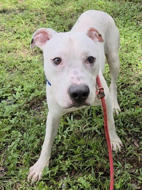 Photo of Andy, adoptable American Staffordshire Terrier in Fort Lauderdale, Florida
