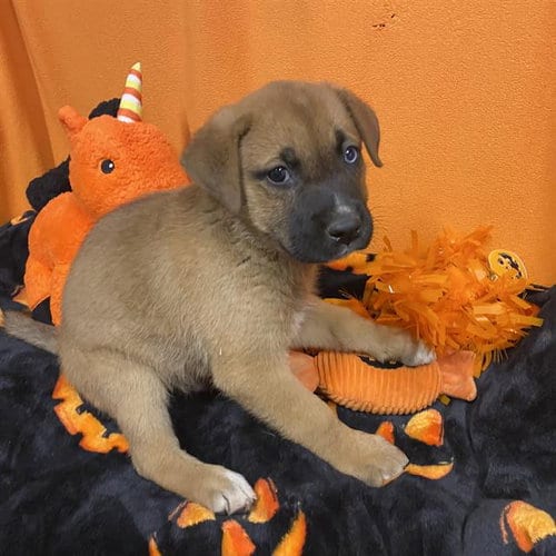 Photo of A615321, adoptable German Shepherd Dog in Modesto, California