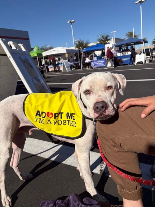 Photo of Olaf, adoptable Bulldog in Chandler, Arizona