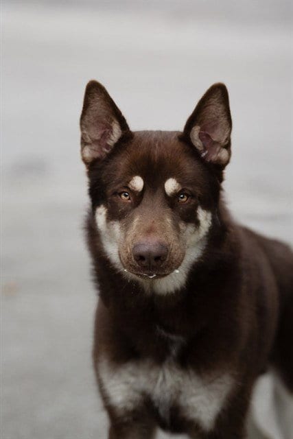 Photo of Tacoma, adoptable Siberian Husky in Belleville, Illinois