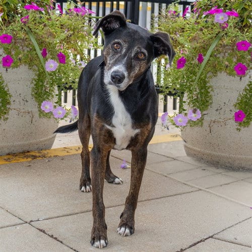 Photo of Zelda, adoptable Black and Tan Coonhound in St Louis, Missouri