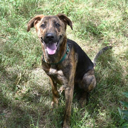 Photo of Tortuga, adoptable Plott Hound in Inverness, Florida