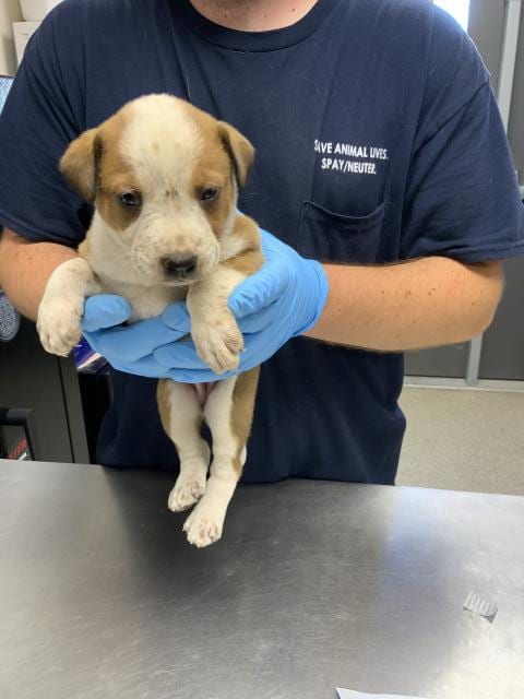 Photo of Wishbone, adoptable Queensland Heeler in Visalia, California