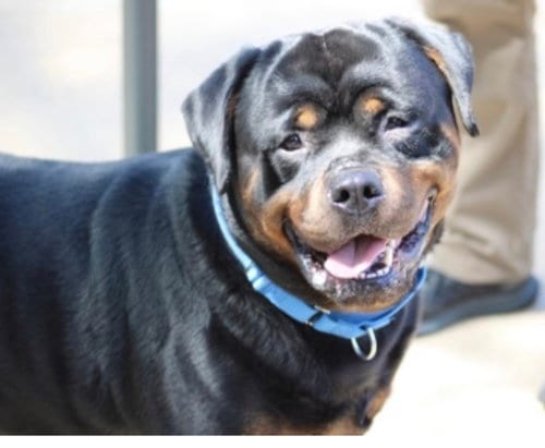 Photo of Gunner, adoptable Rottweiler in Hillsboro, New Hampshire