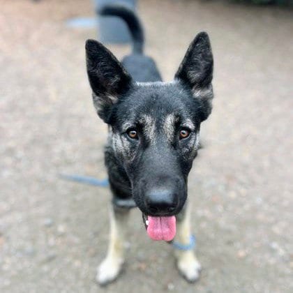 Photo of Kit, adoptable German Shepherd Dog in Oakland, California