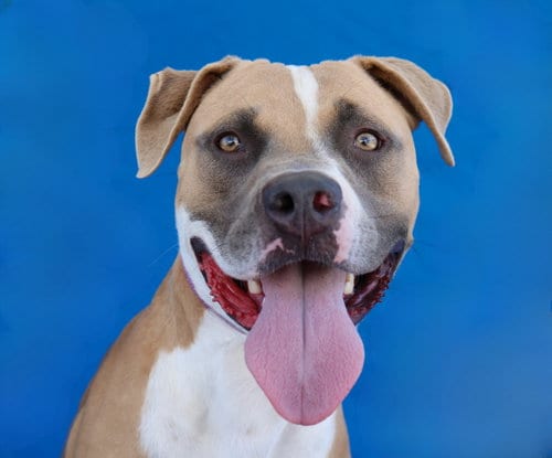 Photo of Chico, adoptable Pit Bull Terrier in Pasadena, California
