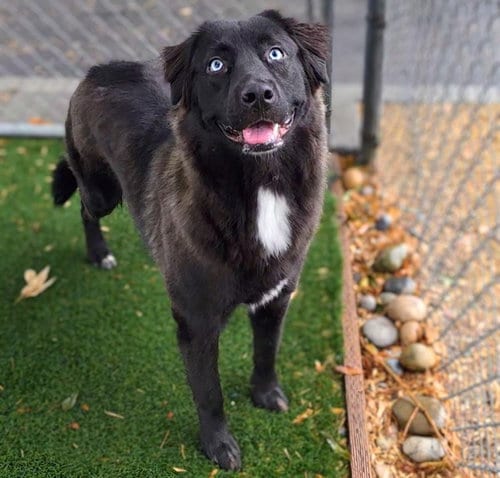 Photo of Ember, adoptable German Shepherd Dog in Antioch, California