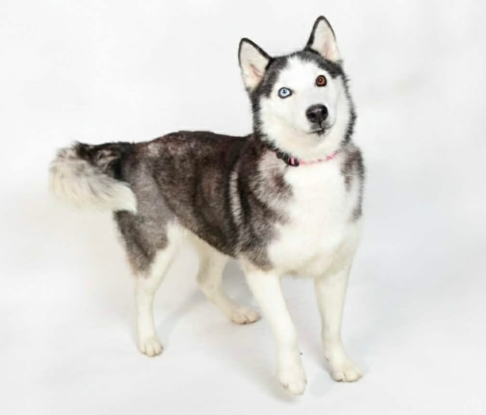 Photo of Hanny, adoptable Alaskan Malamute in Oak Bluffs, Massachusetts