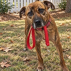 Photo of Golden lab, adoptable Labrador Retriever Australian Cattle Dog in Mt. Laurel, New Jersey