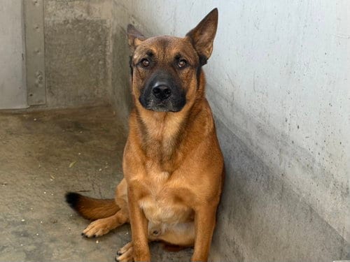 Photo of Ringo, adoptable Belgian Shepherd Malinois in Los Angeles, California