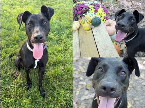 Photo of Akaya, adoptable Doberman Pinscher in Fort Wayne, Indiana