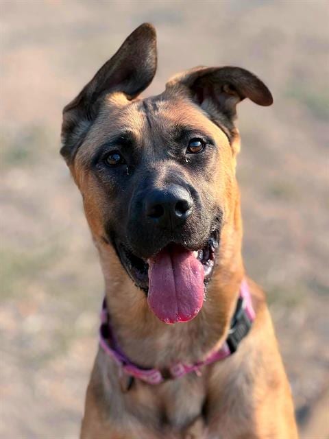 Photo of Hera, adoptable German Shepherd Dog in Sacramento, California