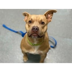 Photo of Pietro, adoptable Mixed Breed (Medium) in Maumee, Ohio