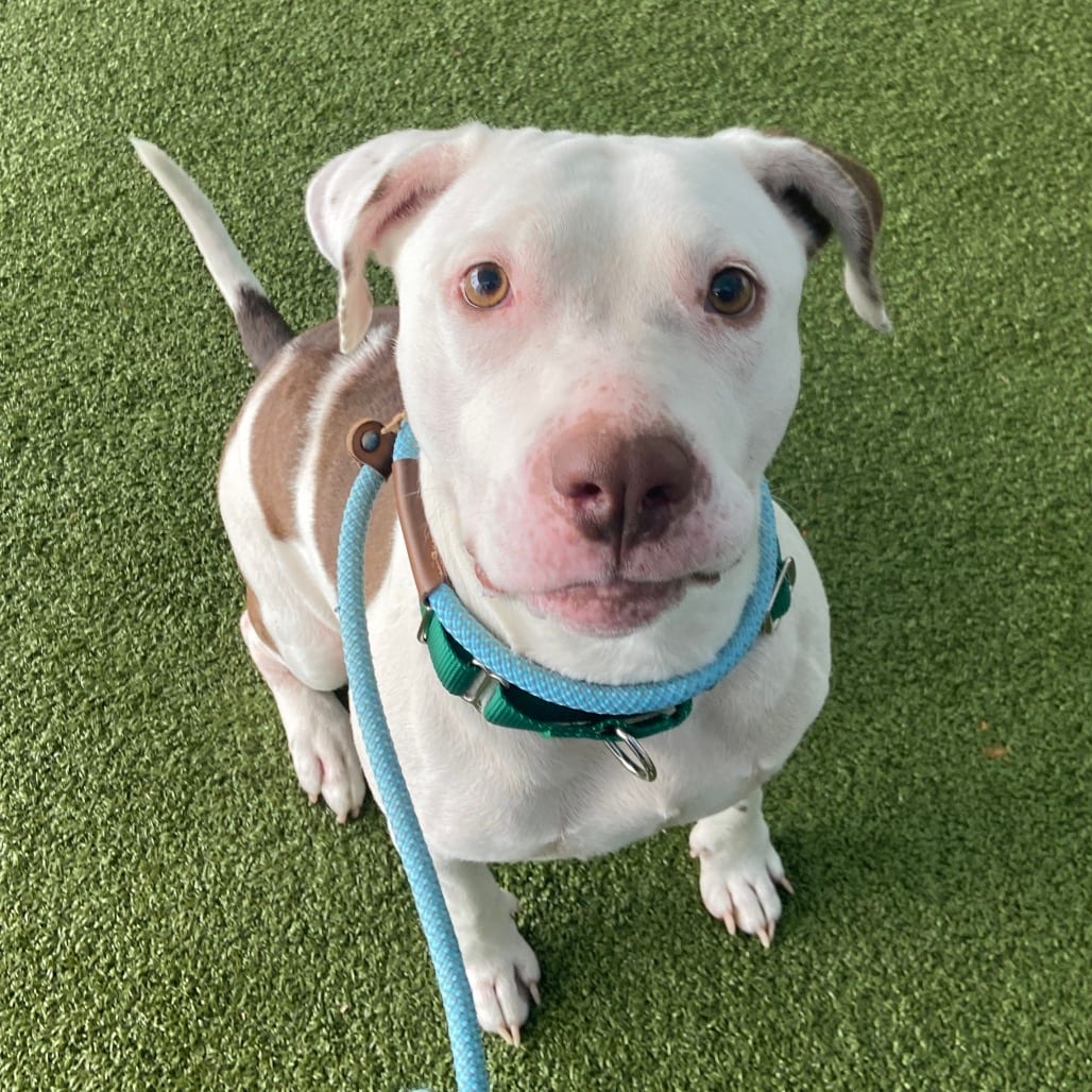 Photo of Louise, adoptable Terrier, Pit Bull in Greensboro, North Carolina