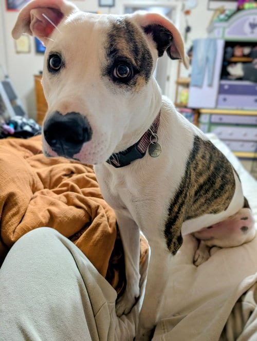Photo of Piper, adoptable American Pit Bull Terrier in Williamsburg, New Mexico