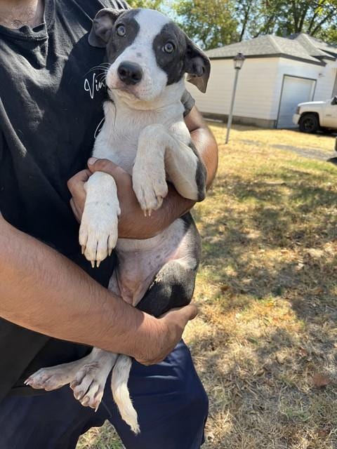 Photo of Dobby, adoptable American Pit Bull Terrier in Oklahoma City, Oklahoma