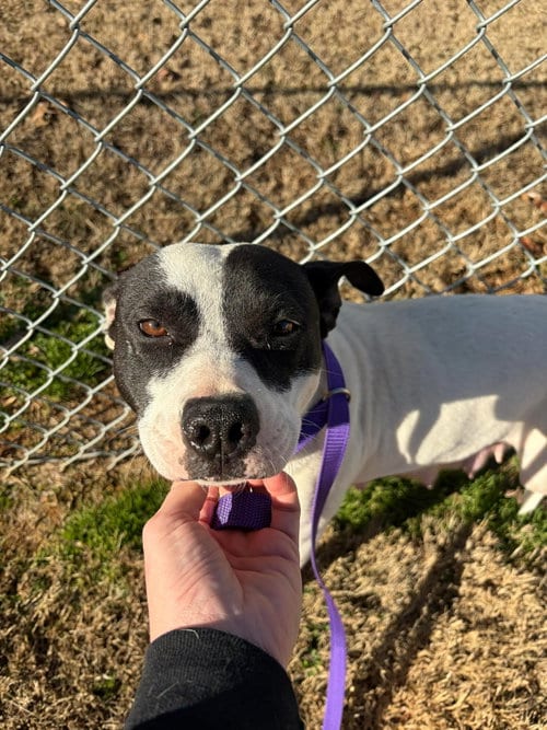 Photo of Meme, adoptable Unknown breed in Shelburne, Vermont