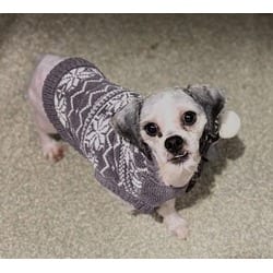 Photo of Rocky, adoptable Shih Tzu in Washington, District of Columbia