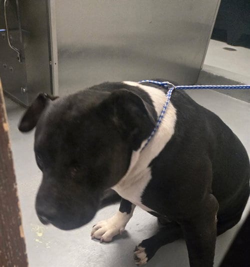 Photo of Tiny Tim, adoptable Pit Bull Terrier in Bakersfield, California