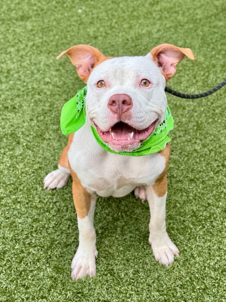 Photo of Happy, adoptable Pit Bull Terrier in Hartsville, South Carolina