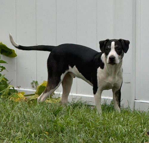 Photo of Toboggan, adoptable Hound in LEBANON, Connecticut