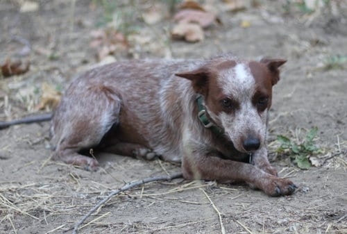 Photo of Lina, adoptable Australian Cattle Dog/Blue Heeler in Paso Robles, California