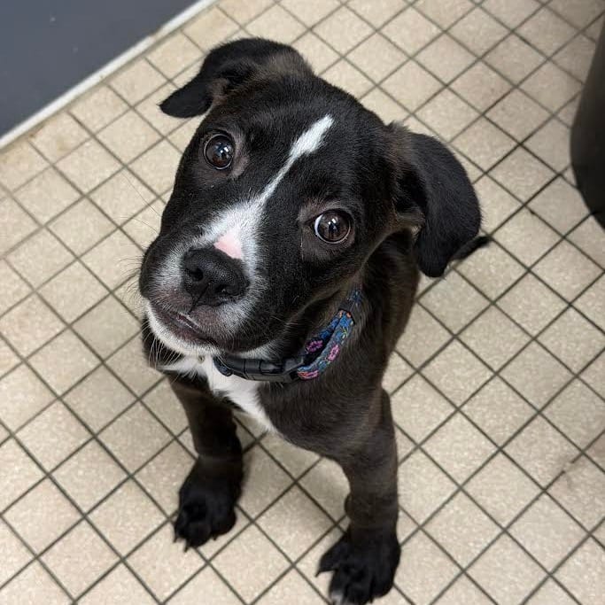 Photo of Rune, adoptable Mixed Breed (Medium)